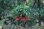 マンリョウ	万両	Ardisia crenata	11月～